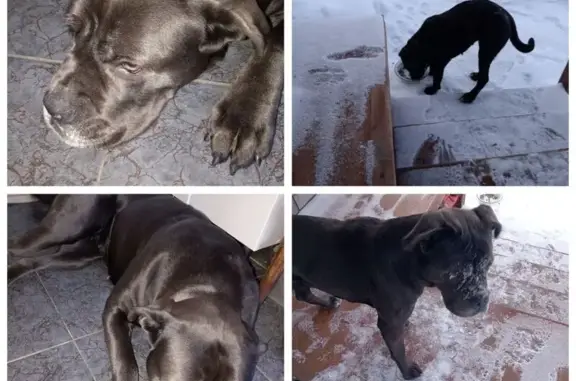 Найдена собака, Липки, фото: Собака найдена, Липки, Тульская обл.