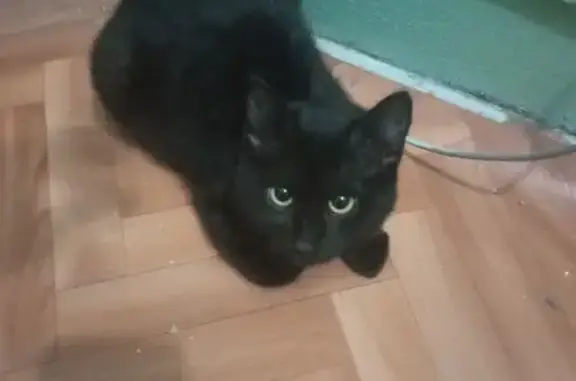 Найдена кошка, Уфа, фото: Найдена кошка, Батырская 16, Уфа