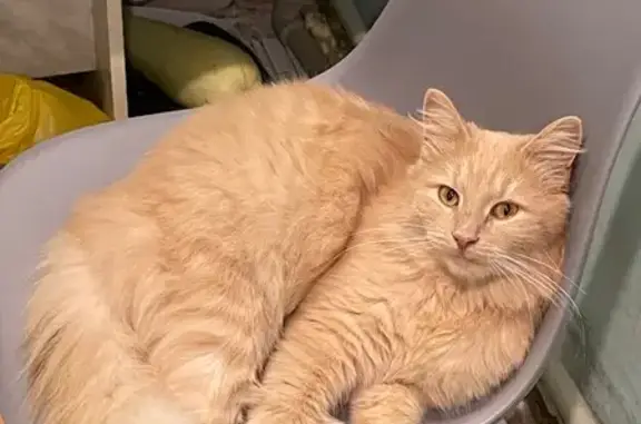 Объявления о пропавших и найденных животных, Балахна, фото: Пропала кошка, ул. ЦКК, 1, Балахна