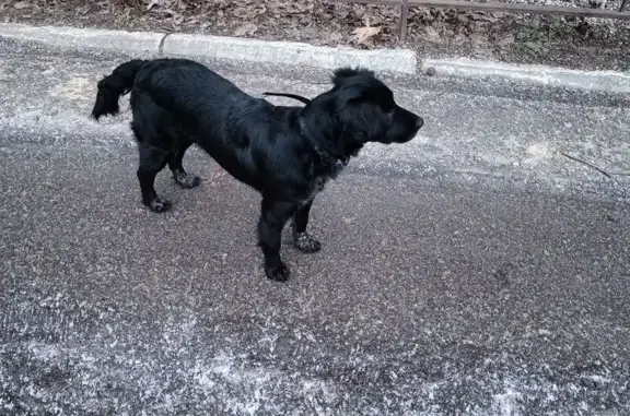 Найденные животные Гуково, фото: Найдена собака на ул. Герцена, 104, Гуково