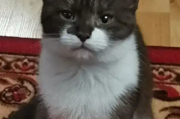 Пропала кошка, Медвежьегорское поселение - photo