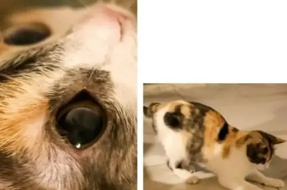 Пропала кошка, ул. Алая Заря, 17, Губкин - photo