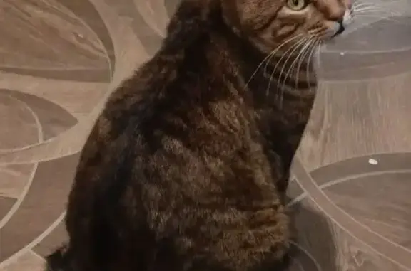 Пропала кошка, Барнаул - photo