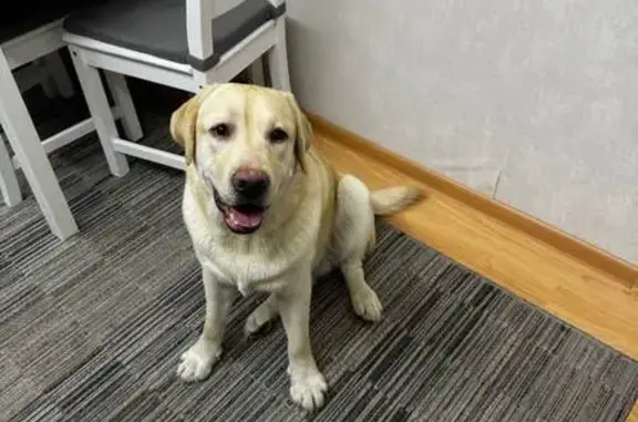 Найденные животные Ижевск, фото: Найдена собака на Клубной, 19, Ижевск