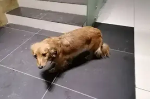 Объявления о пропавших и найденных животных, Екатеринбург, фото: Собака найдена: Татищева 47а, Екатеринбург