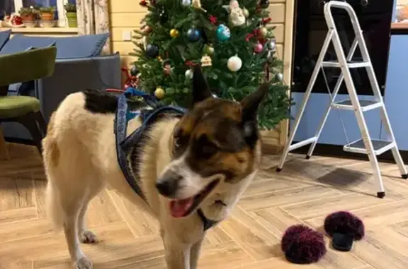 Найдена собака, Васкелово, фото: Найдена собака в Васкелово, Ленобласть