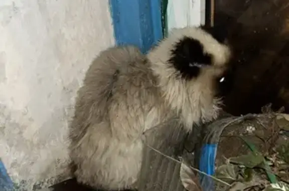Найдена кошка, Астрахань, фото: Сиамская кошка найдена на Тренёва, 5