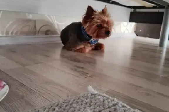 Найдена собака, Новомосковск, фото: Йорк найден: Парковый проезд, Новомосковск