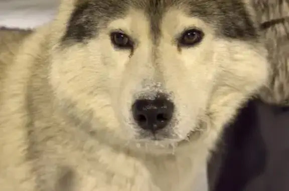 Найдена собака, Москва, фото: Найдена собака на Остафьевской, 8 к1