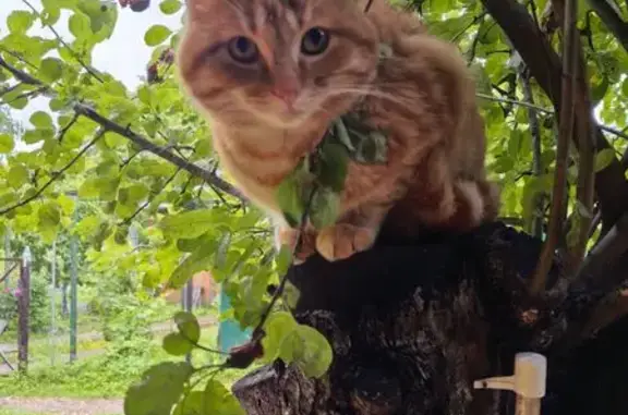 Пропала кошка, Улейминское с/п, Ярославль - photo