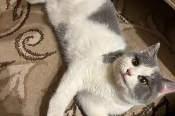 Найдена кошка, Орёл, фото: Найдена кошка, Автовокзальная ул, 24, Орёл