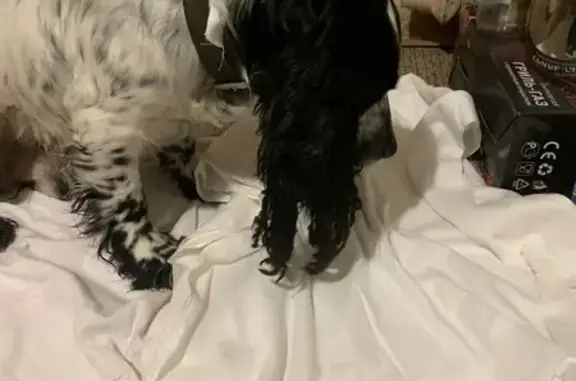 Найдена собака, Иваново, фото: Спаниель найден на ул. Багаева, Иваново