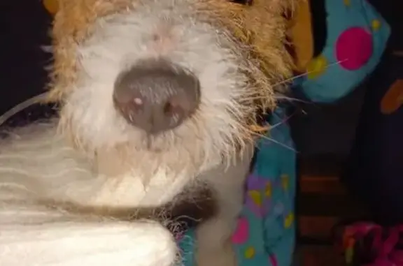 Найденные животные Саратов, фото: Найдена собака на 2-й Пионерской, Саратов