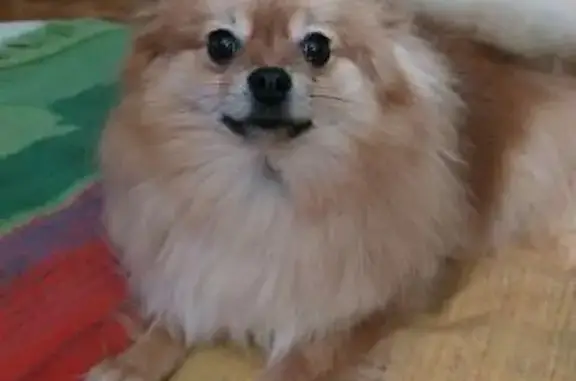 Пропала собака, Ворошиловский 85/67 - photo