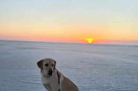 Пропал лабрадор, ул. Просвещения, 158 - photo