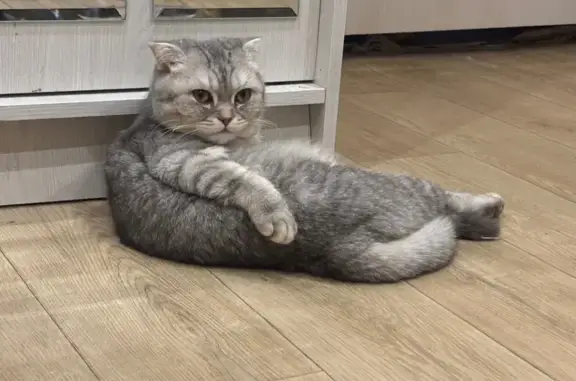 Найденные животные Казань, фото: Кошка найдена в Магните, Павлюхина 101