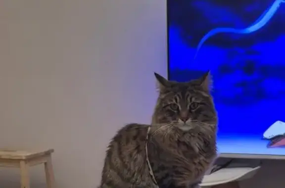 Пропала кошка, Школьная 87, Видное - photo