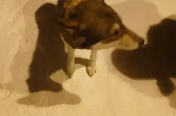 Найдена собака, Гусь-Хрустальный, фото: Собака найдена: Гусь-Хрустальный, Владимирская обл.