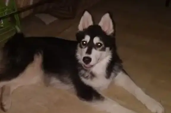 Собаки потеряшки, Петрозаводск, фото: Потеряшка собака, ул. Чапаева, 3, Петрозаводск