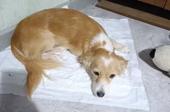 Найдена собака, Волжский, фото: Найдена собака, ул. Нариманова, 15А, Волжский