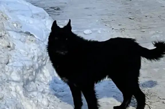 Объявления о пропавших и найденных животных, Ярославль, фото: Собака у дома 19, ул. Панина, Ярославль
