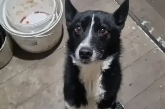 Найдена собака, Кадикасы, фото: Найдена собака, Центральная ул., Кюрегаси