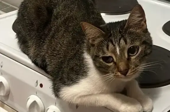 Кошки потеряшки, Москва, фото: Потеряшка кошка, Москва