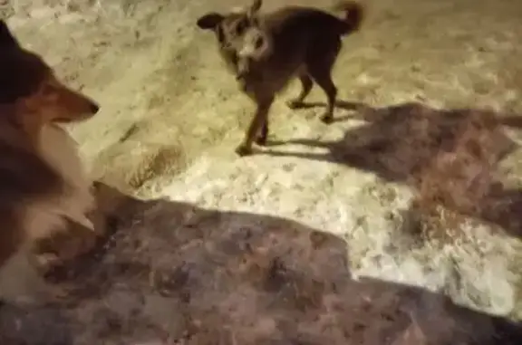 Найдена собака, Пушкин, фото: Собака найдена на Генерала Хазова, 9