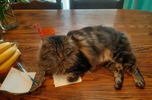 Пропала кошка, Счастливая ул. 4, Холмогоровка - photo