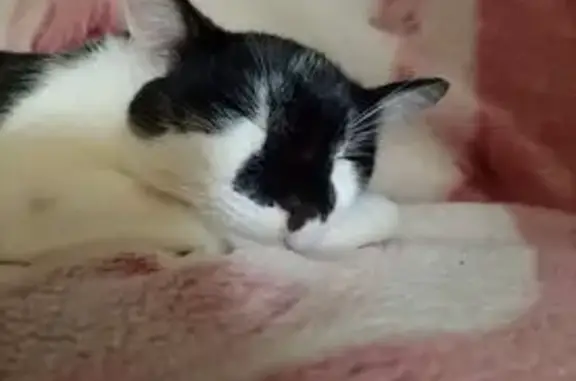 Пропала кошка, ул. Северной Правды, 25 - photo