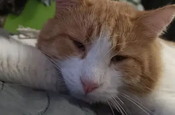 Пропала кошка, Дорожная ул. 4А - photo