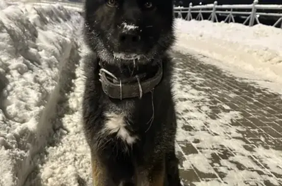 Найдена собака, Петровский, фото: Найдена собака ул. Летчика Пирожкова