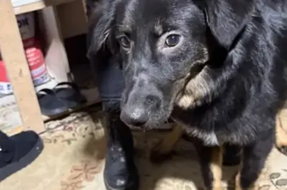 Найденные животные Саратов, фото: Найдена собака у магазина на Мичурина, 123