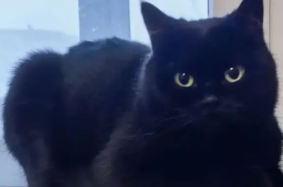 Кошки потеряшки, Брянск, фото: Потеряшка чёрная кошка, Авиационная 26