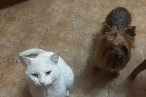 Пропала кошка, Российская 44, Динская - photo