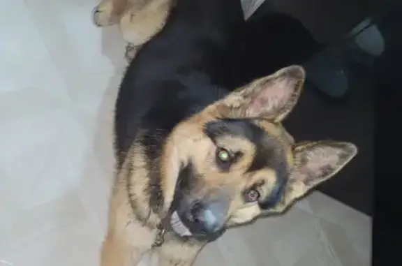 Найденные животные Ухта, фото: Собака найдена: ул. 30 лет Октября, 11, Ухта