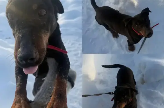 Найдена собака, Якшино, фото: Найден ягдтерьер, Якшино 46Н-12463