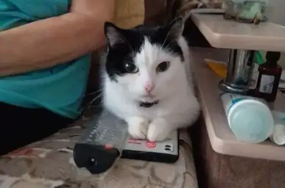 Пропала кошка, ул. Сергея Лазо 4/1, Томск - photo