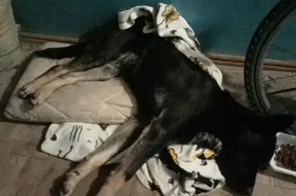 Объявления о пропавших и найденных животных, Ростов-на-Дону, фото: Найдена овчарка, ул. Борко, 3/1, Ростов-на-Дону