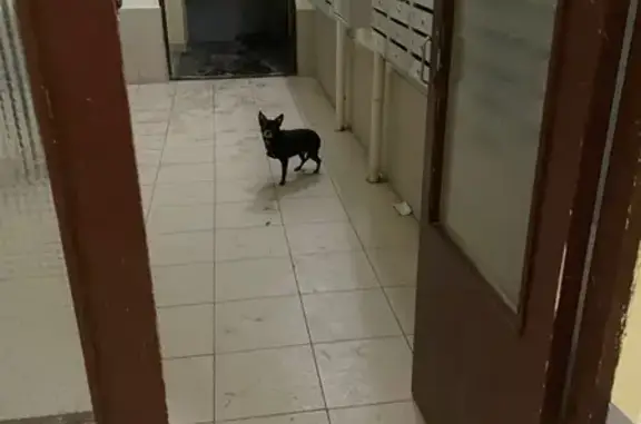 Найдена собака, Киров, фото: Собака на Сурикова, 37, Киров