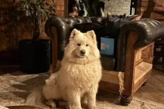 Пропала собака, Кубенское, Вологда - photo