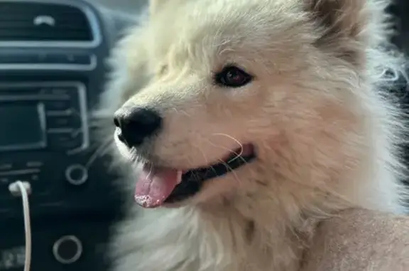 Пропала собака, ул. Клочкова, 104Б - photo