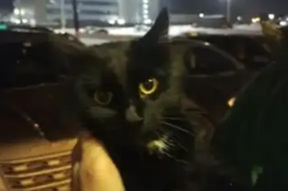 Найденные животные Тверь, фото: Кошка найдена: наб. реки Тьмаки, 9, Тверь