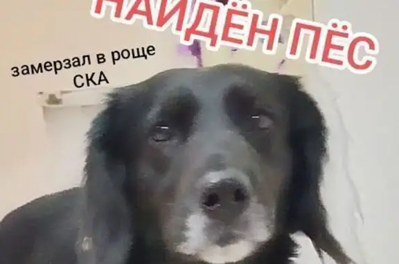 Объявления о пропавших и найденных животных, Ростов-на-Дону, фото: Найдена собака, Измаильский пер., Ростов-на-Дону