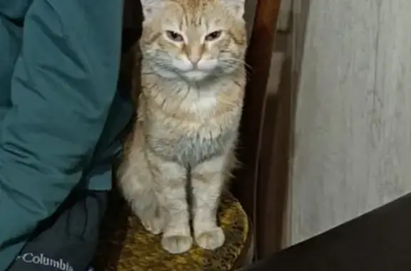 Пропала кошка, ул. Собинова, Казань - photo