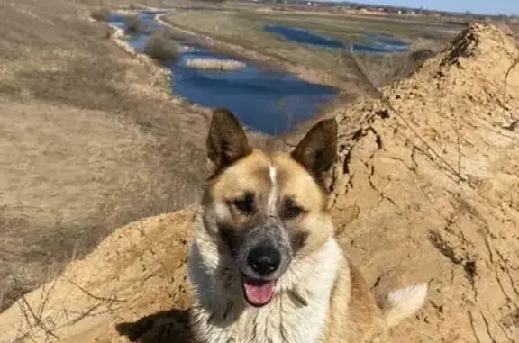 Пропала собака, Нармонка, Центр. ул. 20 - photo