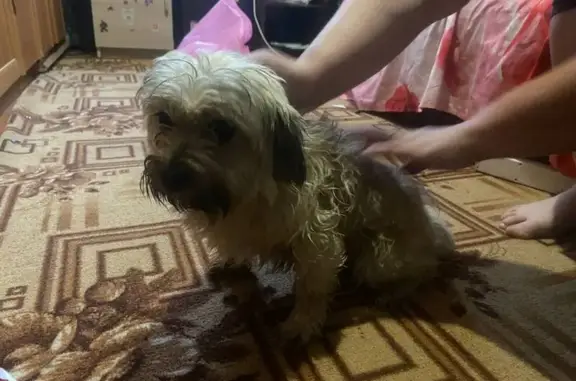 Пропала собака, Галич, Костромская обл. - photo