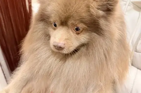 Найдена собака, Пенза, фото: Пушистик найден: Малоэтажная ул, 41