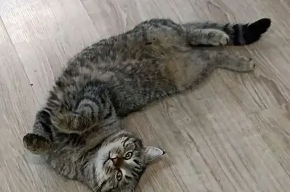 Пропала кошка, Южный Урал, Уральская 7 - photo