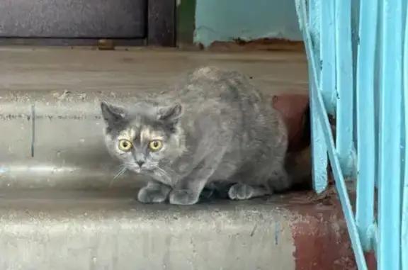Найденные животные Красноярск, фото: Кошка найдена, Октябрьская ул., Красноярск